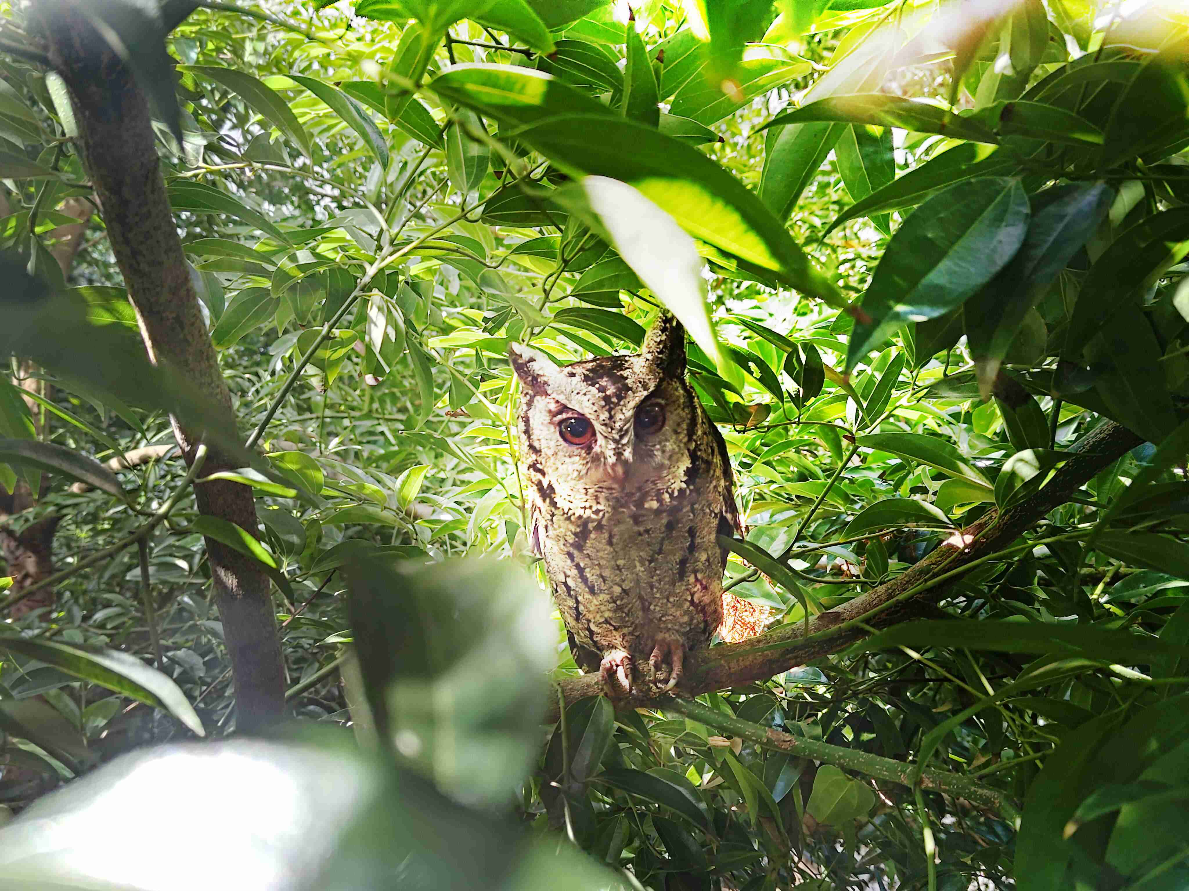 MG电玩致力提倡净零绿生活，，，16年以来在全球各厂区植树逾百万棵，，，，造就各厂区树木蔚然成林，，，犹如森林工厂，，，，成为许多生物的栖息地